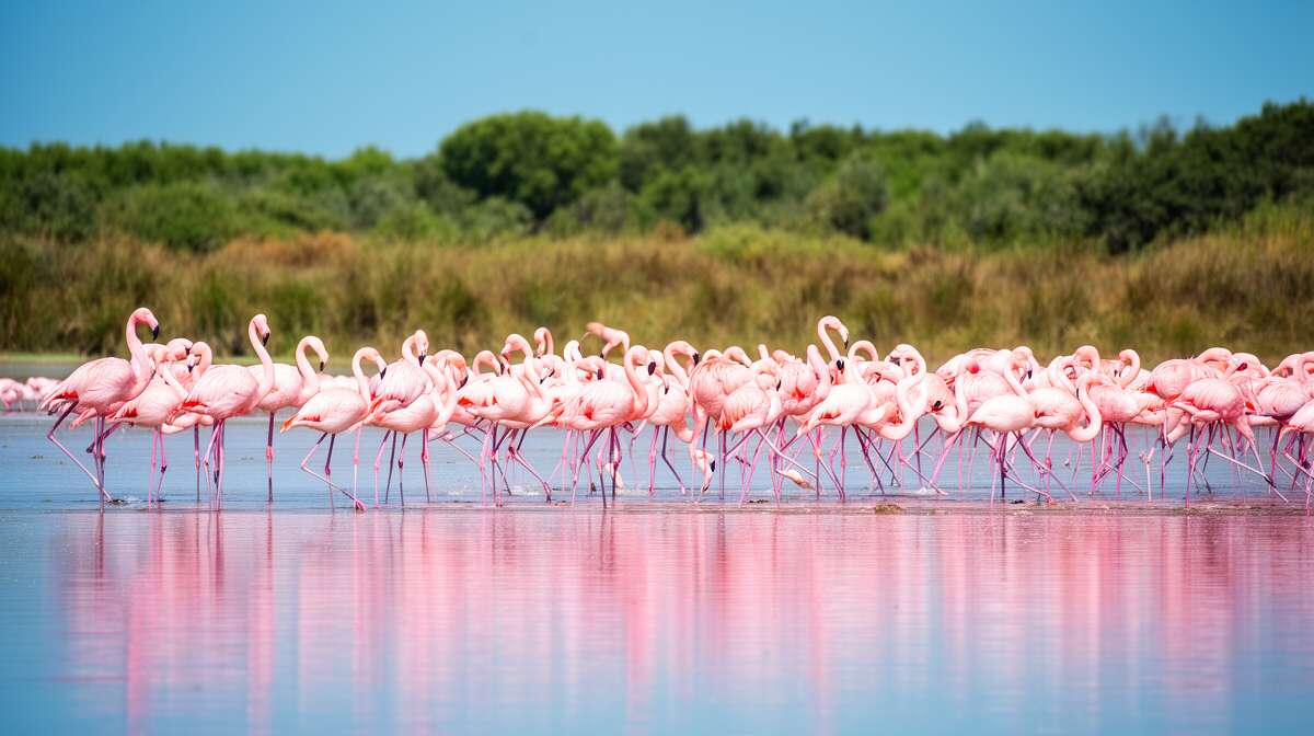 &agrave; la rencontre des flamants roses au parc ornithologique